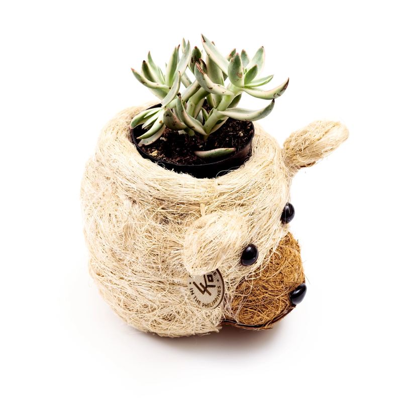 Small succulent plant in a decorative planter shaped like a bear on a white background