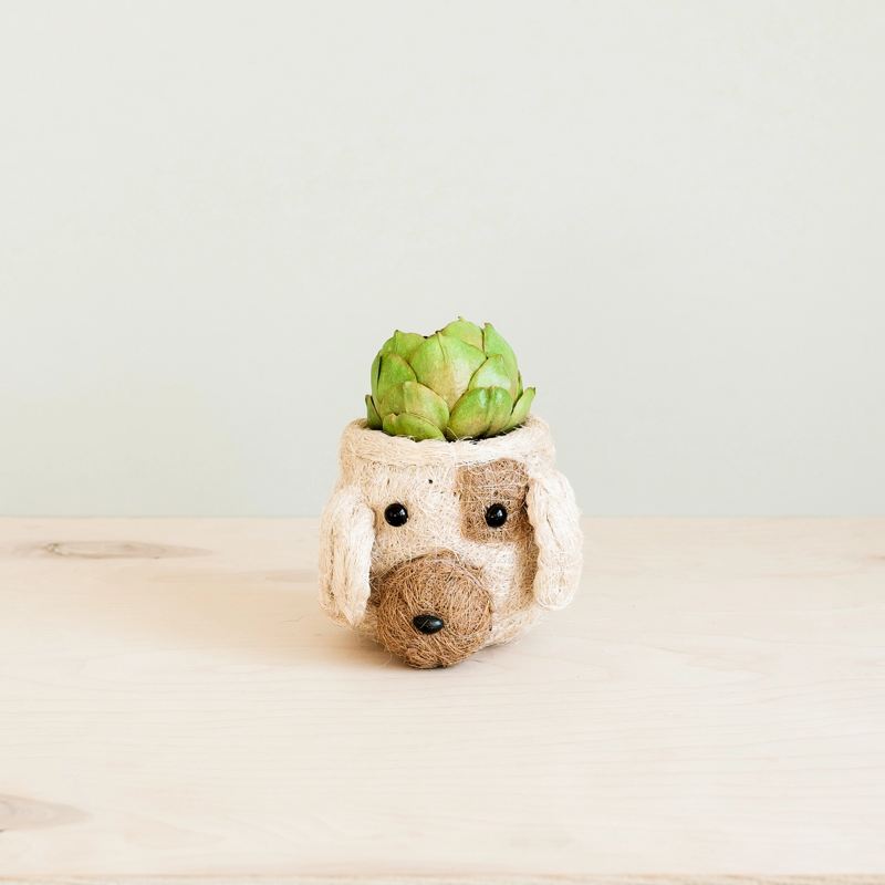 Cactus in a dog-shaped pot on a wooden surface with a light background