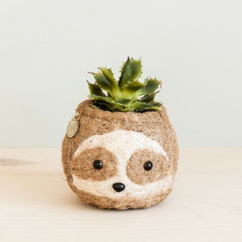 Succulent plant in a decorative pot shaped like a sloth's face on a light background