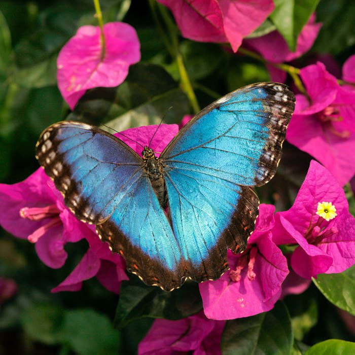 Blue Morpho butterfly on a flowering bush.
