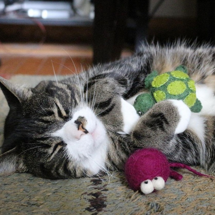 Turtle and Jellyfish Cat Toy Pack of 2