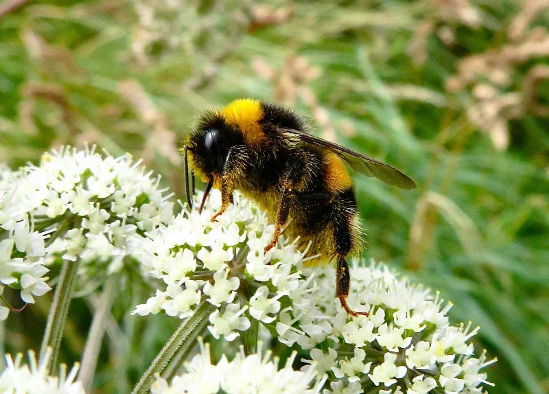 6 Cool Facts About Pollinators That Make Us Love Them Even More