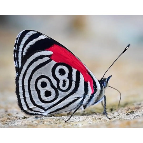 Anna's 88 Butterfly 