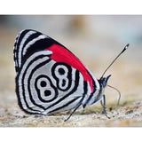 Anna's 88 Butterfly 