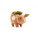 Pig-shaped planter with succulent on a white background