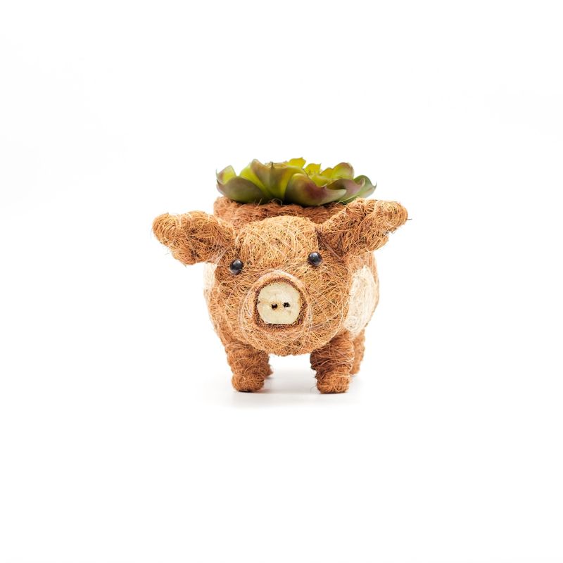 Coconut shell pig-shaped planter with succulents on a white background