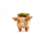 Coconut shell pig-shaped planter with succulents on a white background