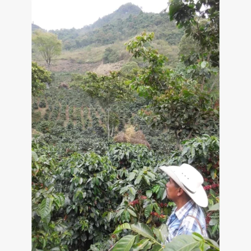 Birdwatcher’s Blend Coffee Ground