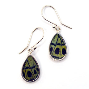 Leprieur's Glory butterfly wing earrings