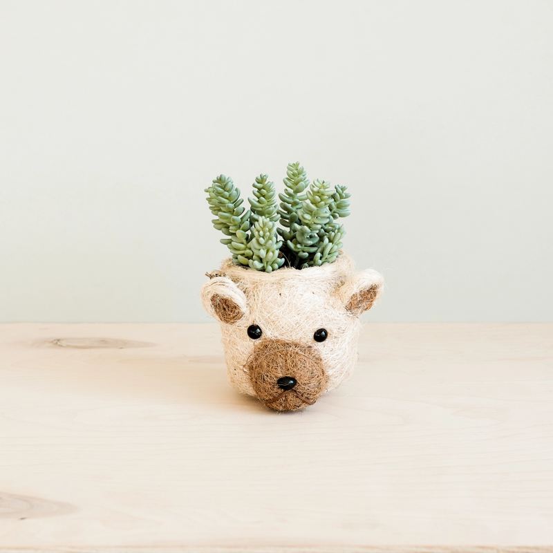 Cute bear-shaped pot with succulents on a wooden surface
