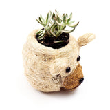Small succulent plant in a decorative planter shaped like a bear on a white background