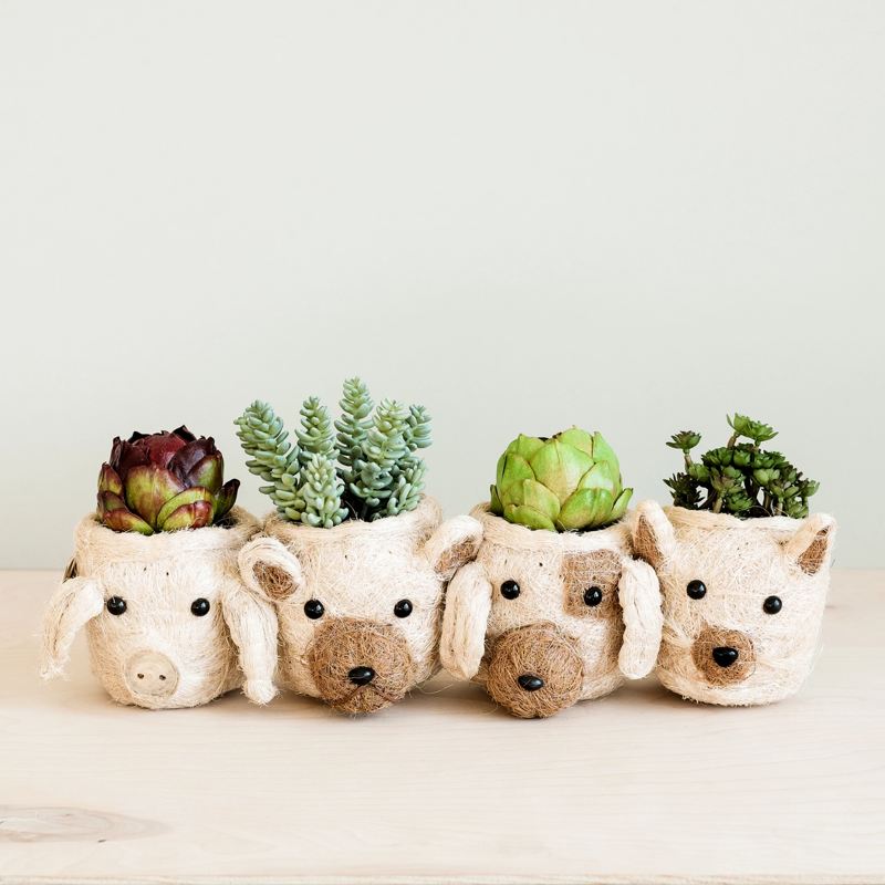 Four animal-shaped planters with succulents on a light background