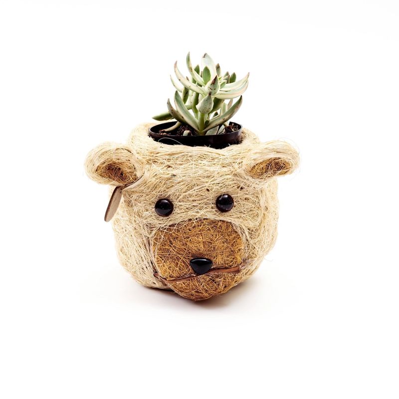 Bear-shaped planter with a succulent on a white background