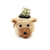 Bear-shaped planter with a succulent on a white background