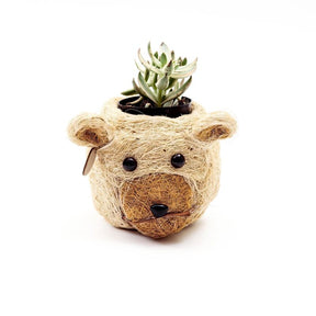 Bear-shaped planter with a succulent on a white background