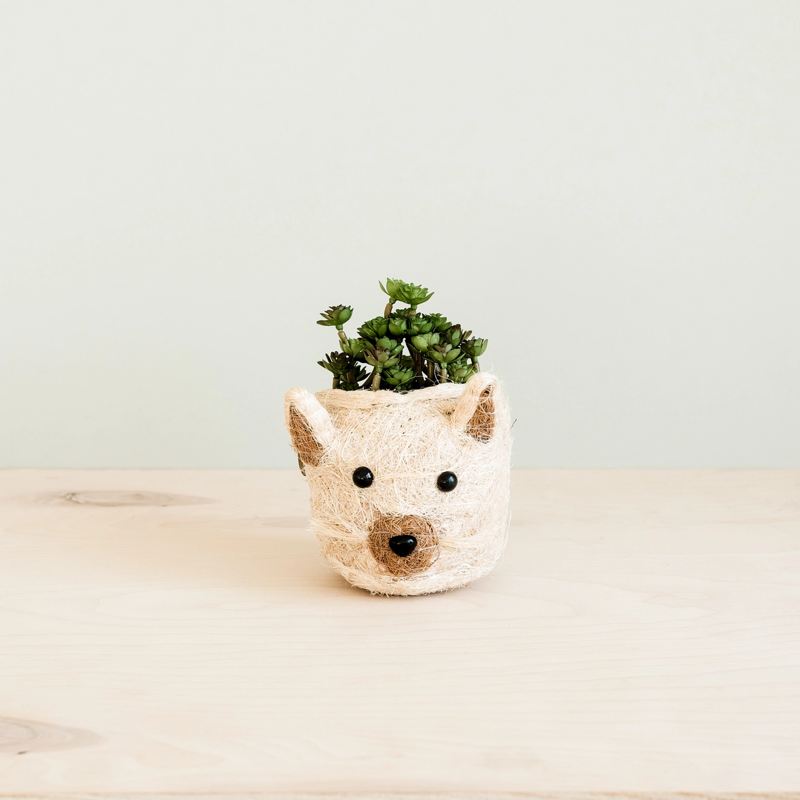 Cute animal-shaped pot with a small plant on a light surface