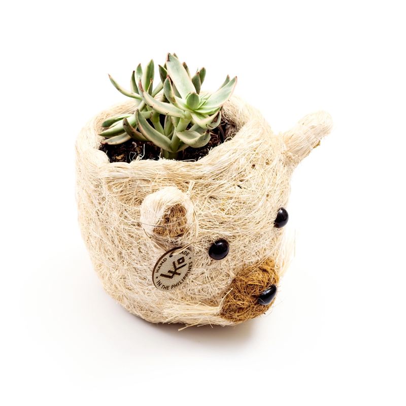 Small plant pot shaped like a cat with a succulent on a white background