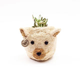 Cat-shaped planter with a succulent on a white background