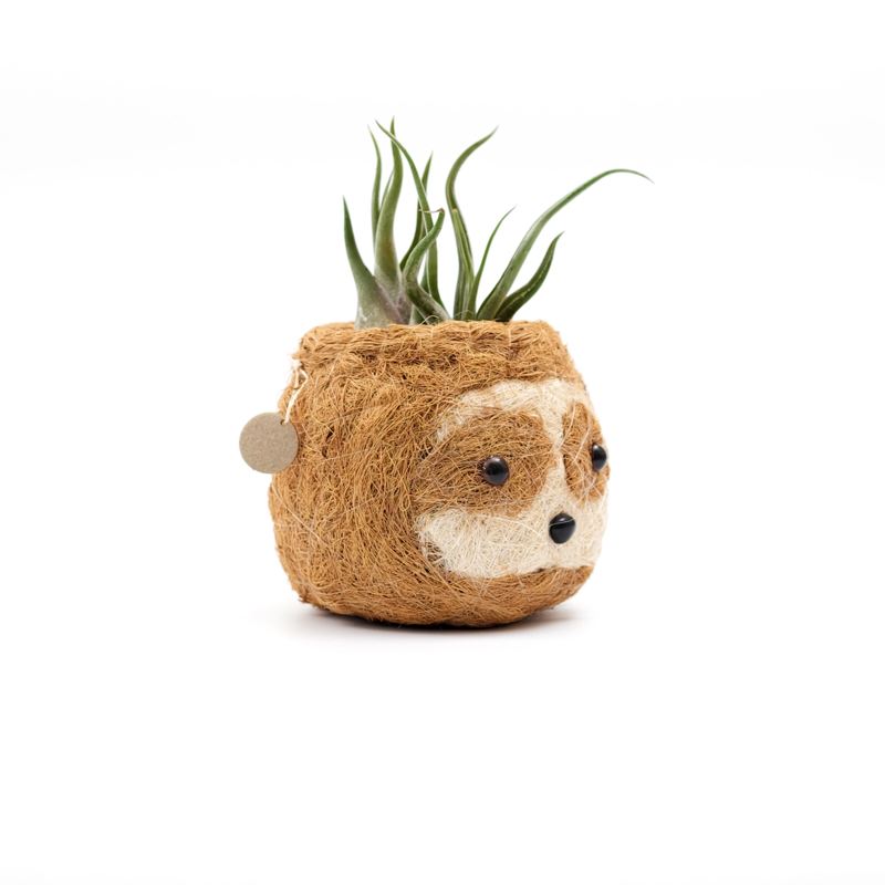 sloth-shaped planter with an air plant on a white background