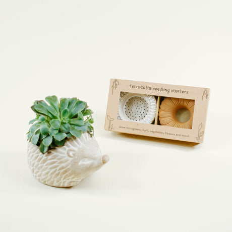 Terracotta seedling starter packaging with a succulent plant in a white ceramic holder on a light background