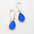 Women of the Cloud Forest blue Morpho butterfly wing earrings featuring vibrant, iridescent blue wings with delicate metal hooks.