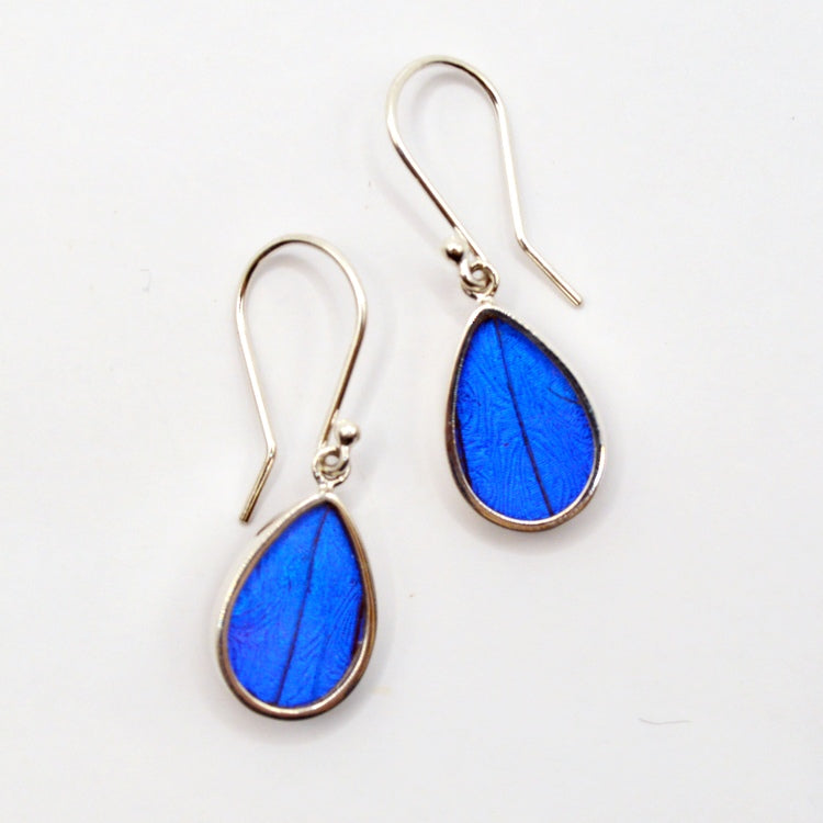 Women of the Cloud Forest blue Morpho butterfly wing earrings featuring vibrant, iridescent blue wings with delicate metal hooks.