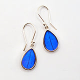 Women of the Cloud Forest blue Morpho butterfly wing earrings featuring vibrant, iridescent blue wings with delicate metal hooks.