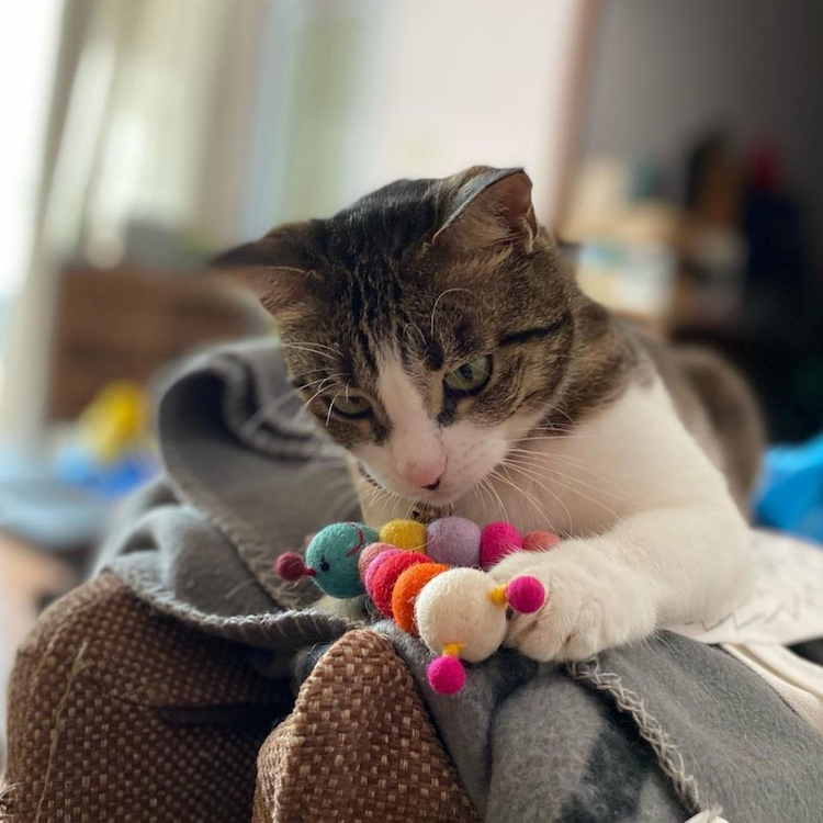 Dharma Dog Karma Cat wool cat toy pack with two colorful caterpillar and butterfly-shaped toys for feline play.