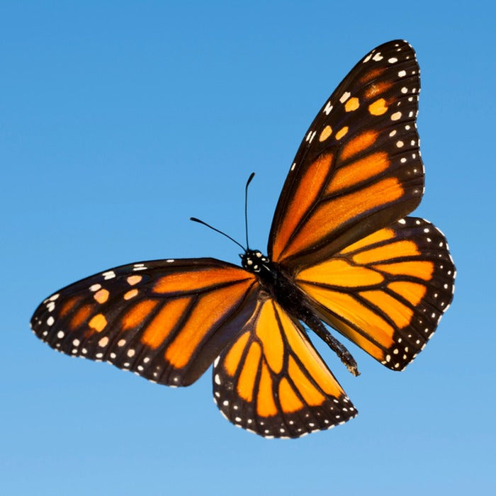 Monarch Butterfly Wing Earrings
