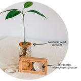 Avocado seed sprouter with a small plant and terracotta microgreen sprouter on a neutral background.