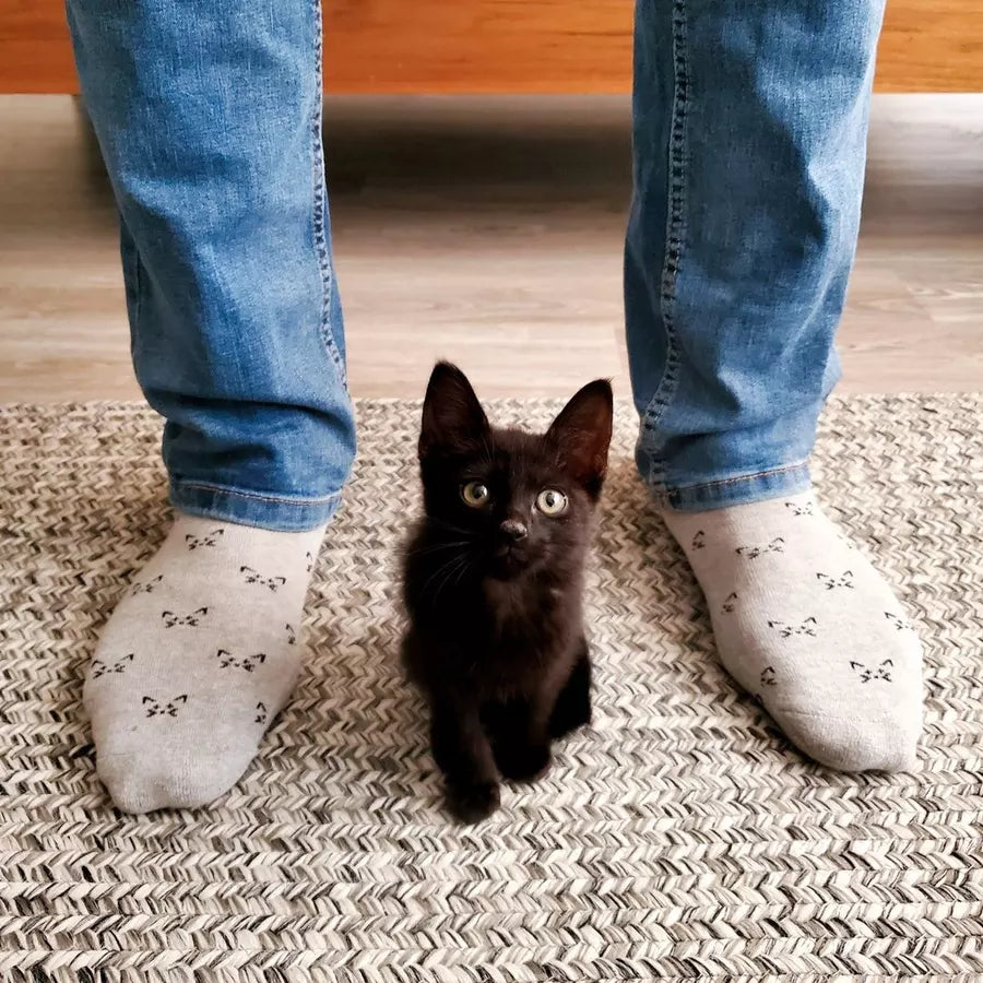 socks that save cats grey model