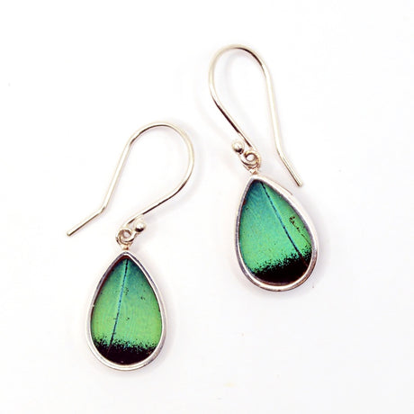 three toned prepona butterfly wing earrings