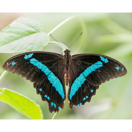 Three-Toned Prepona Butterfly Wing Earrings